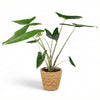 Alocasia Zebrina olifantsoor 70–75 cm met mand - Plant - plantenmagie