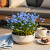 Scilla Siberica bloembollen – verpakking 50 stuks XXL pack