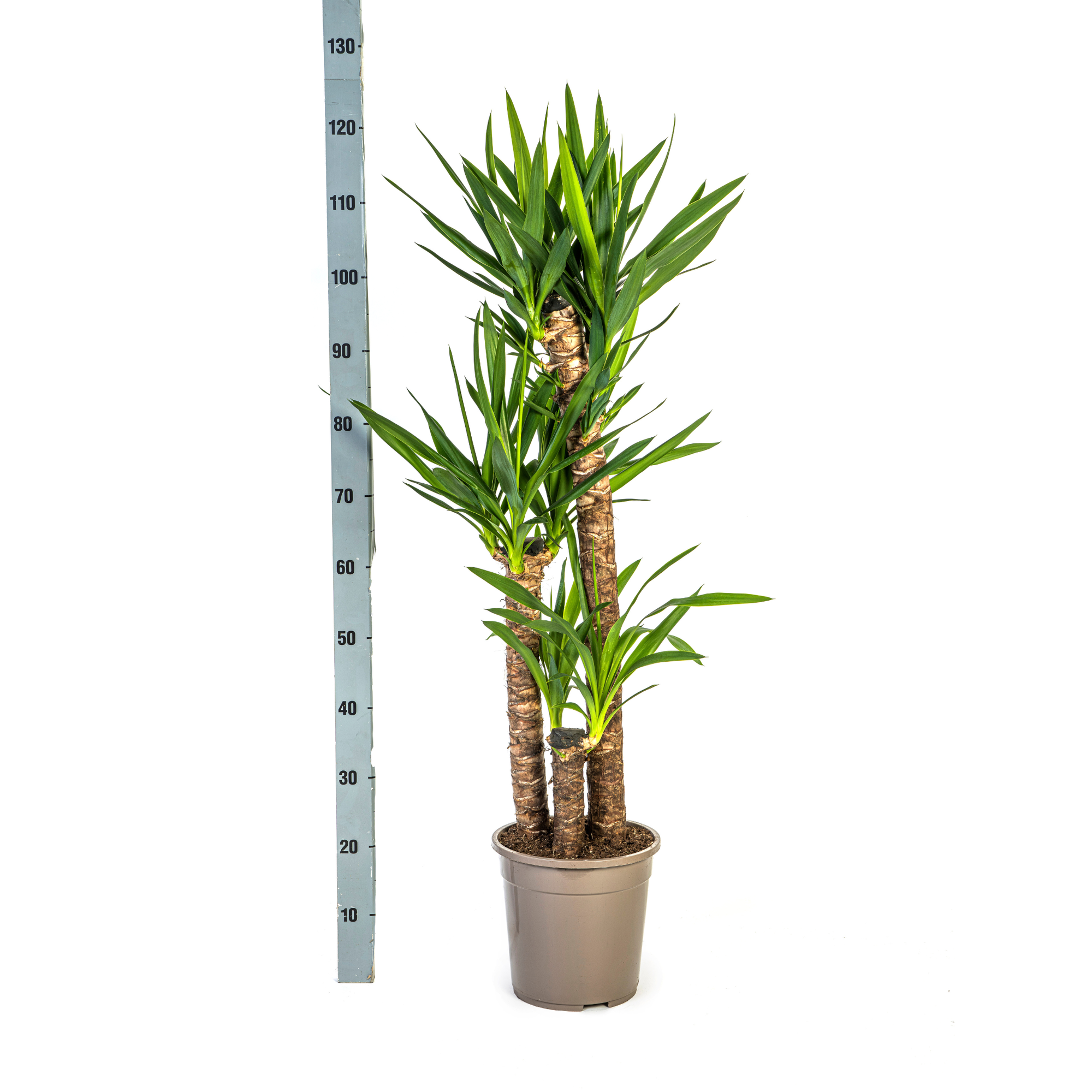 Yucca Elephantipes detailfoto bladeren