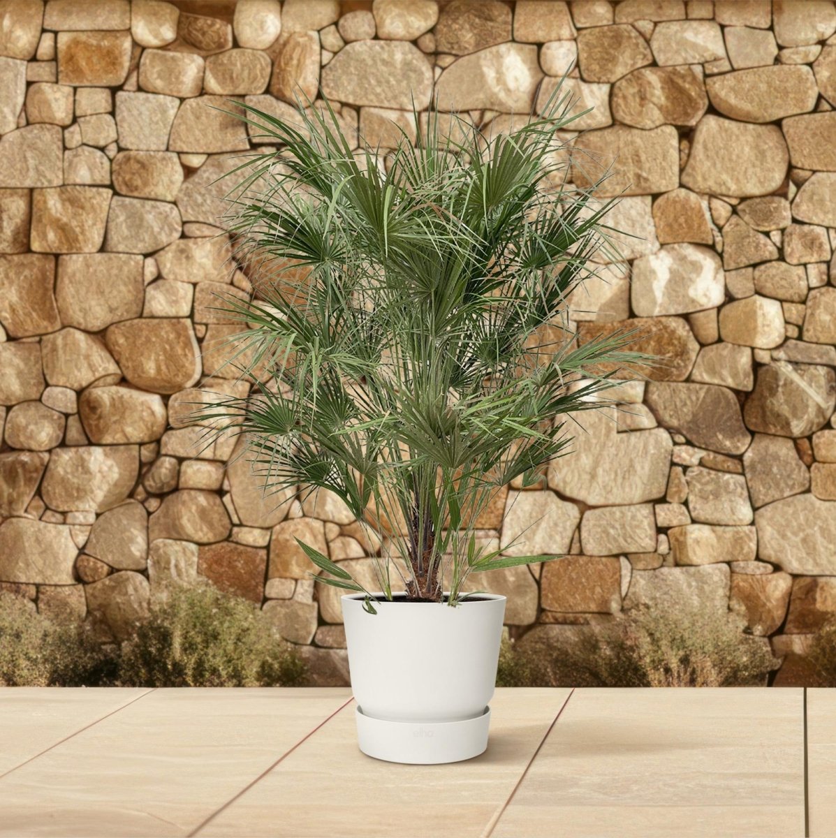 Chamaerops Humilis struik - 170cm- Ø30-Plant-plantenmagie