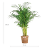 Luchtzuiverende Areca palm met stijlvolle mand – groene kamerplant