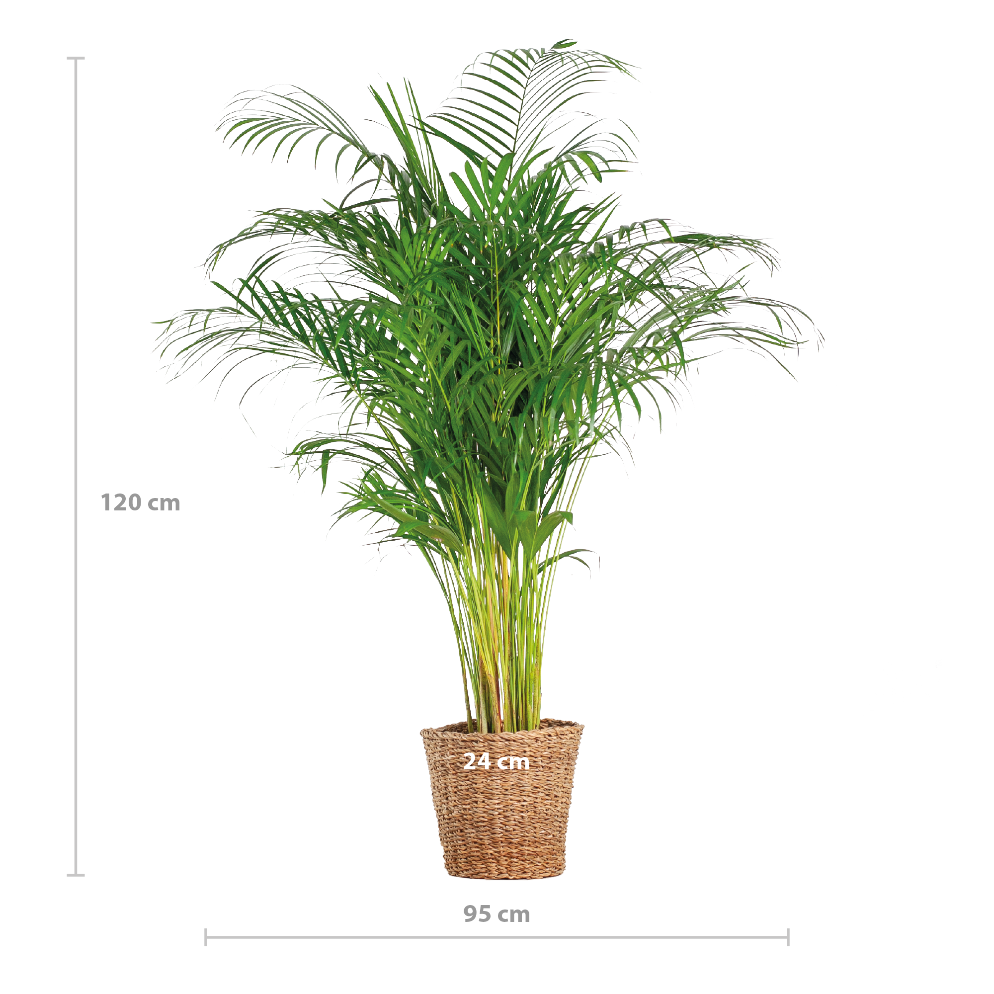 Luchtzuiverende Areca palm met stijlvolle mand – groene kamerplant