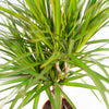 Dracaena Marginata - Ø21cm - ↕110cm - Plant - plantenmagie