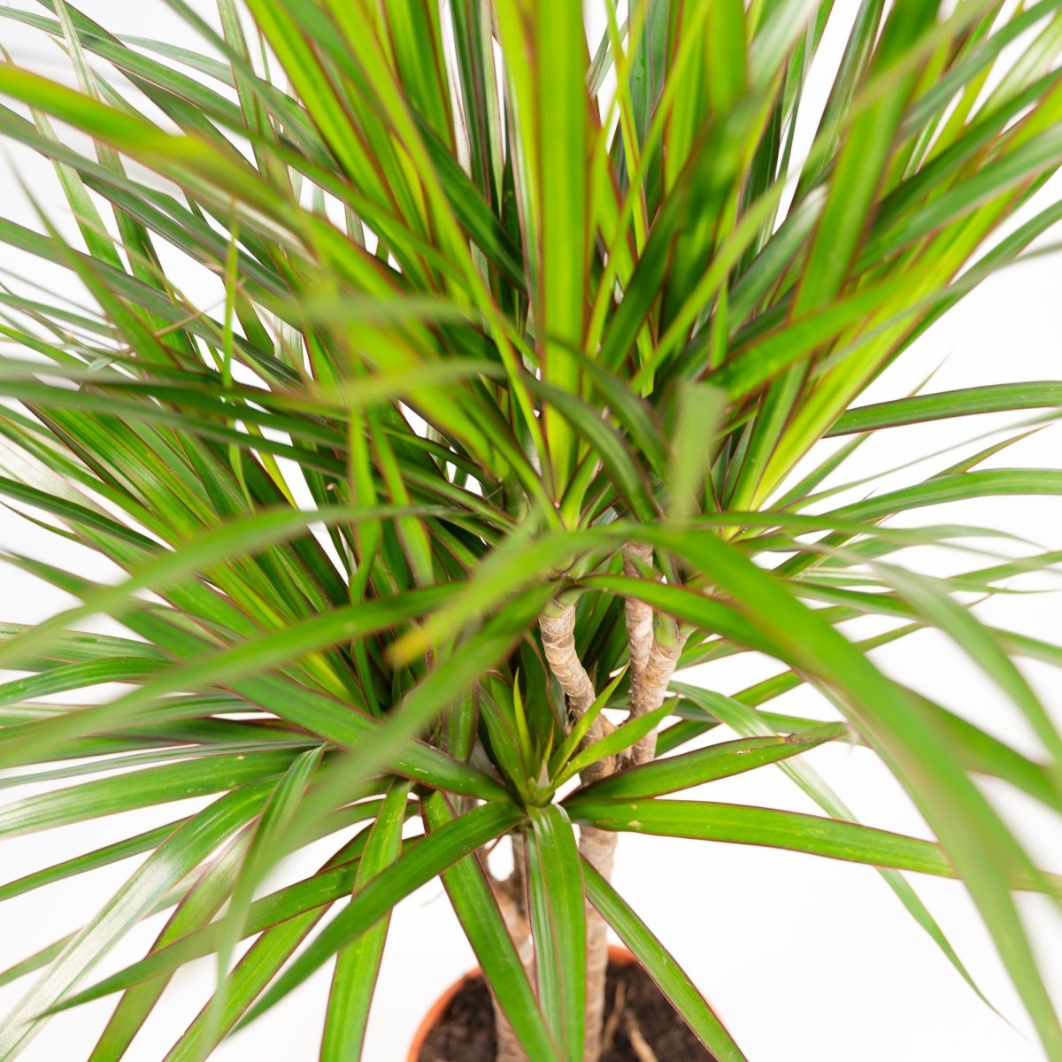 Dracaena Marginata - Ø21cm - ↕110cm - Plant - plantenmagie