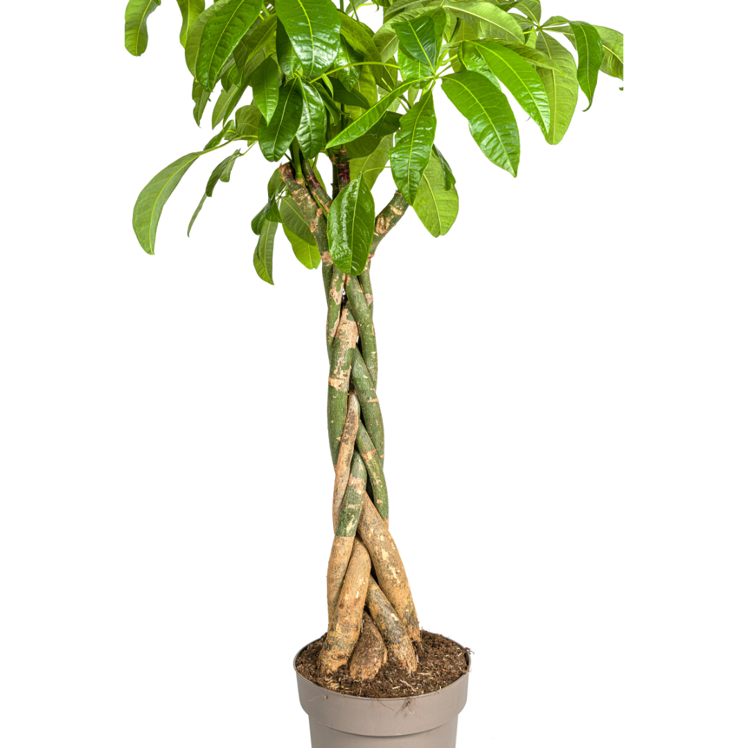 Detail van handvormige, glanzend groene bladeren van de Pachira Aquatica