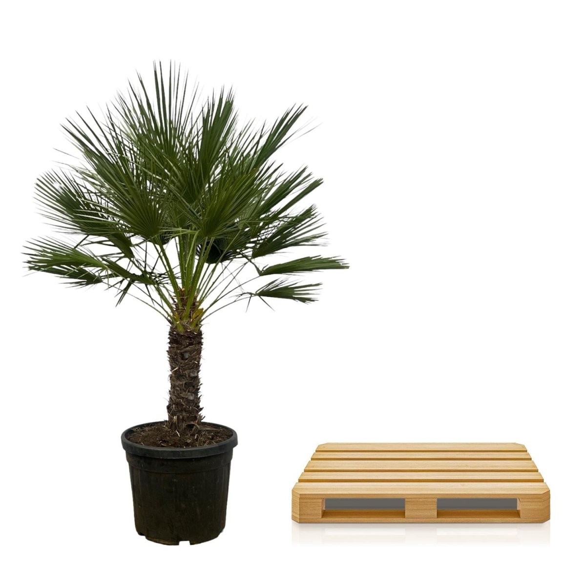 Chamaerops Humilis op stam 150 cm Ø45 cm - Plant - plantenmagie
