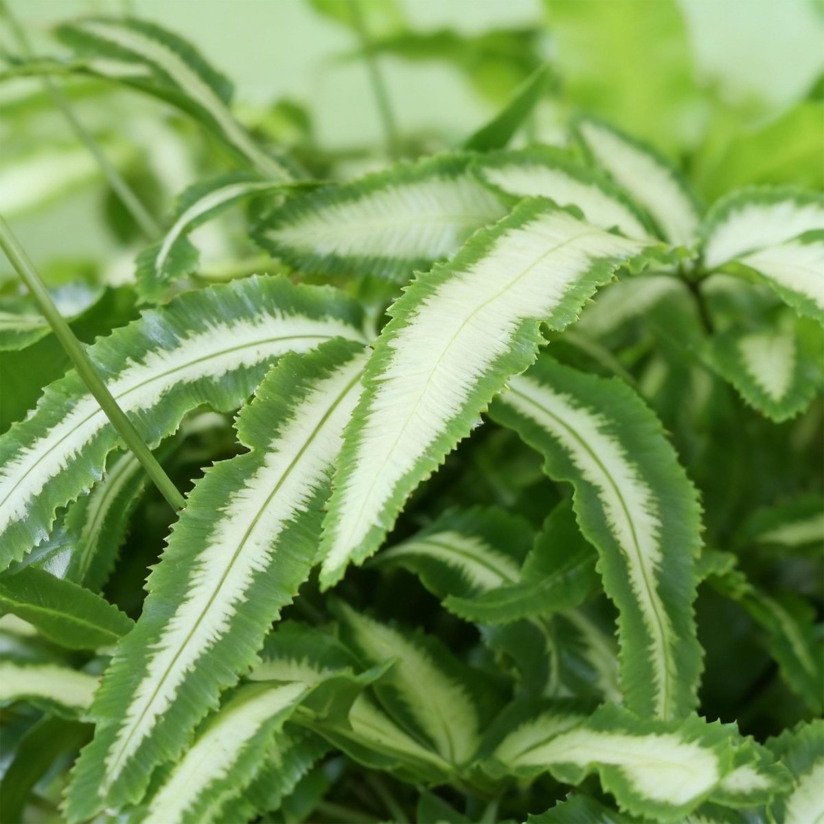 Pteris cretica Albolineata – 20 cm - Plant - plantenmagie