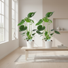monstera-deliciosa-2-stuks-kamerplant-potmaat-14cm-hoogte-45cm