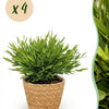 Bamusa Pogonatherum Monica – Bamboegras – 20 cm – ø12 - Plant - plantenmagie