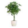 Groene kamerplant Schefflera Nora met glanzende handvormige bladeren