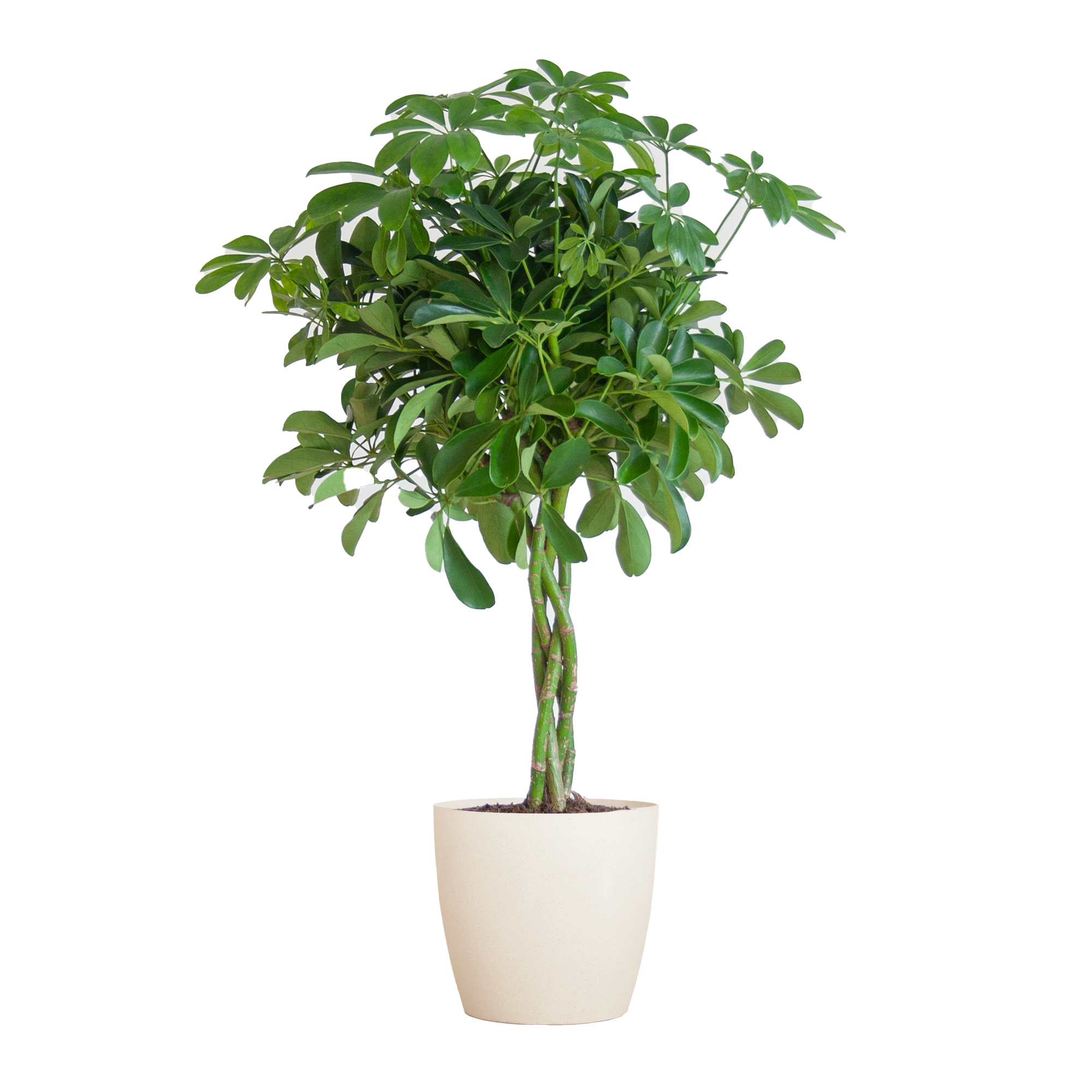 Groene kamerplant Schefflera Nora met glanzende handvormige bladeren