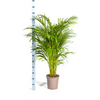 Close-up van de bladeren van de Dypsis Areca Lutescens