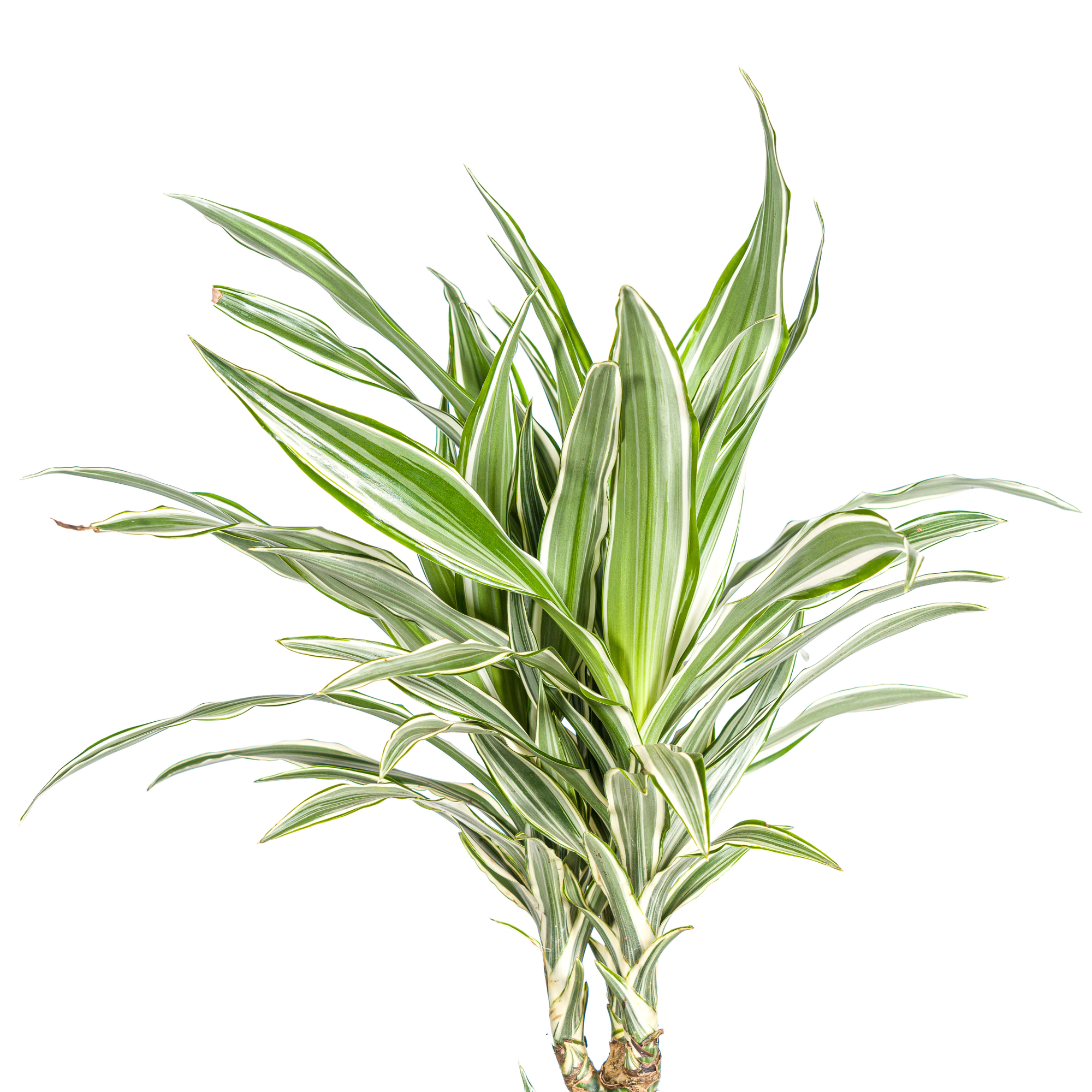 Close-up van de bladeren van Dracaena White Stripe met witte strepen en glanzend groen blad