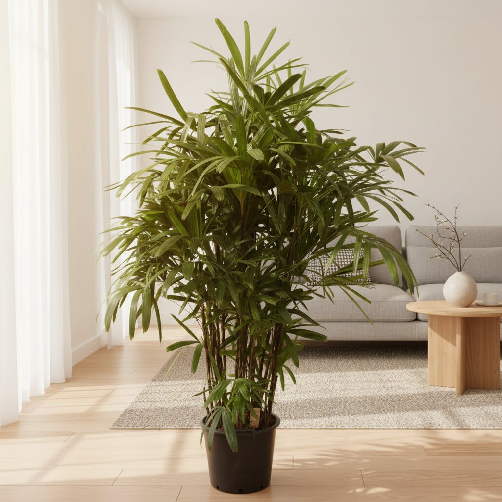 Rhapis Excelsa - 200 cm - ø34 - Plant - plantenmagie