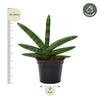 Sansevieria Skyline - 25 cm - ø10,5 - Plant - plantenmagie