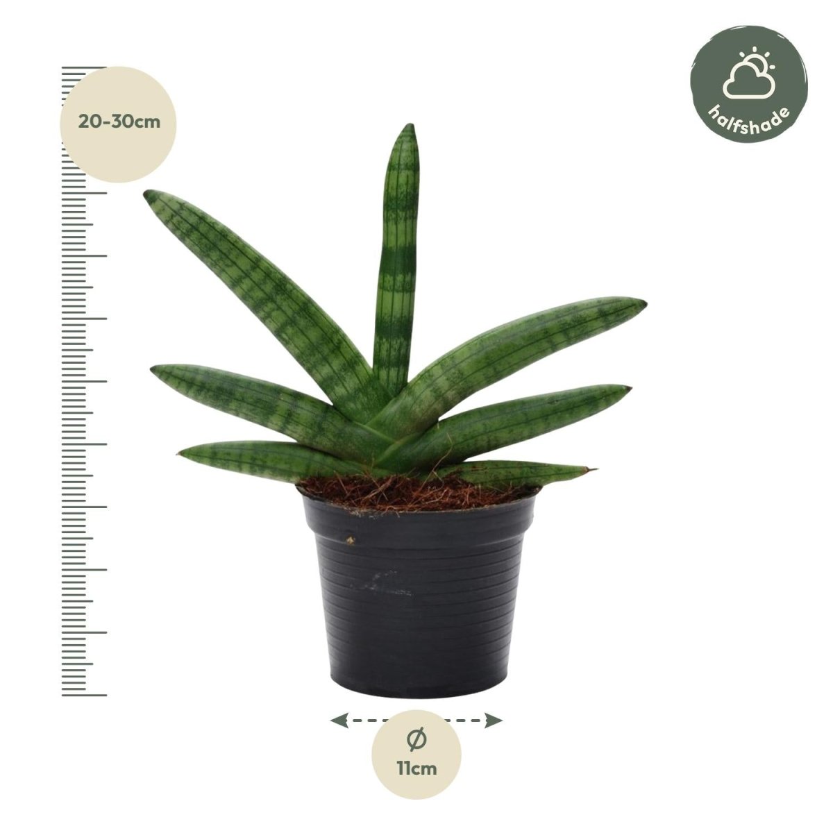 Sansevieria Skyline - 25 cm - ø10,5 - Plant - plantenmagie