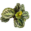 Close-up van de Calathea Medallion bladeren met groene en paarse tekening