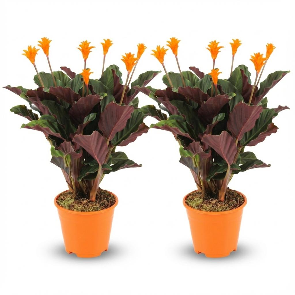 Calathea Crocata (2 stuks) 40–45 cm Ø14 cm - Plant - plantenmagie