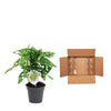 Monstera obliqua 'Monkey Leaf' - 25 cm - ø12 - Plant - plantenmagie