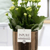 Kalanchoe White in goudbronzen keramische pot – witte bloeiende kamerplant in luxe pot