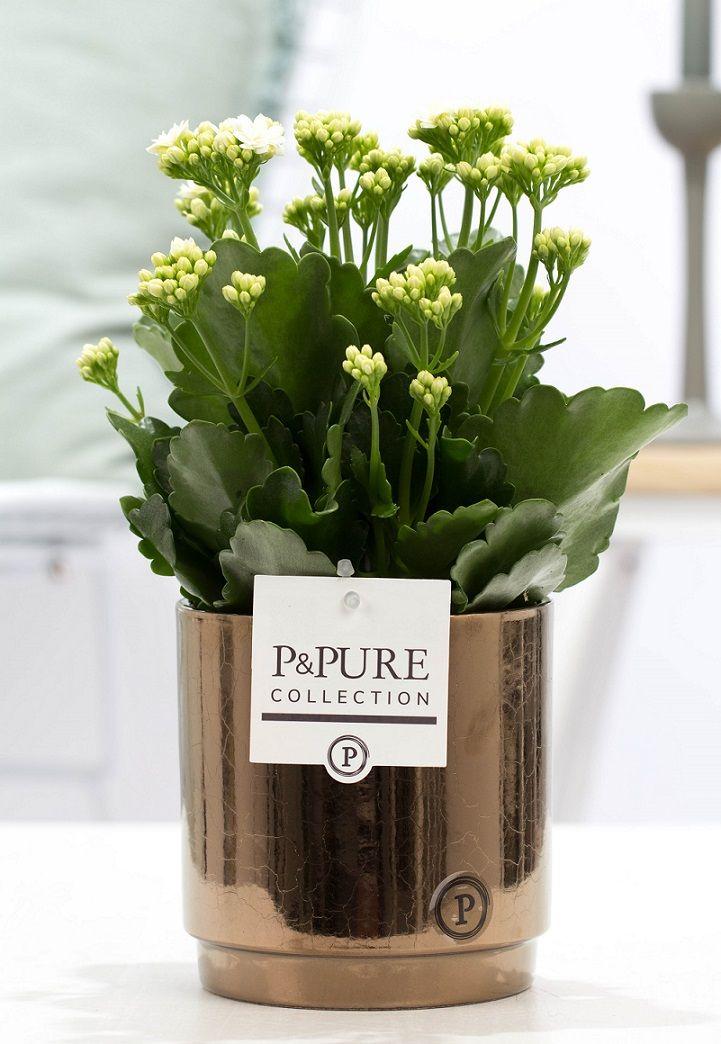Kalanchoe White in goudbronzen keramische pot – witte bloeiende kamerplant in luxe pot