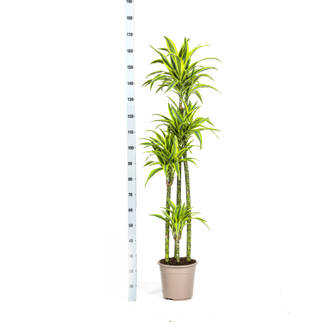 dracaena-lemon-lime-bladeren-detail-limoengroen