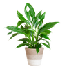 Groene Lepelplant met stijlvolle witte mand – 80 cm hoog