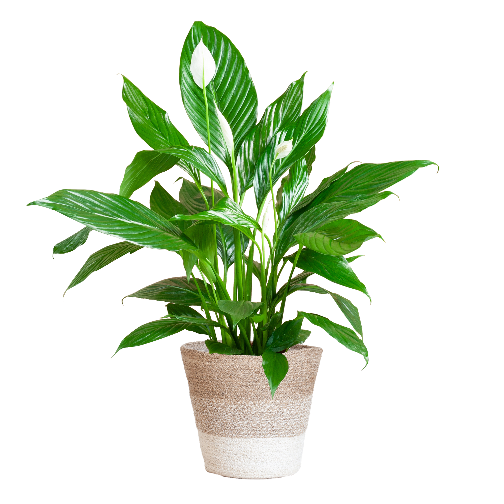 Groene Lepelplant met stijlvolle witte mand – 80 cm hoog