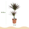Dracaena Magenta drakenbloedboom 90–100 cm met witte pot - Plant - plantenmagie
