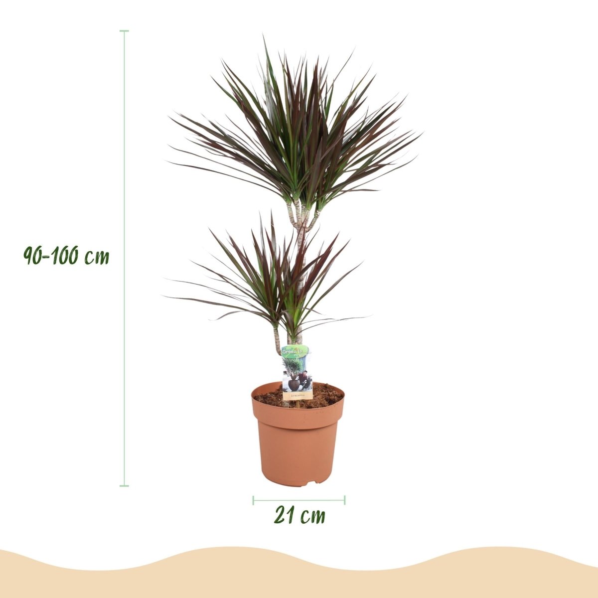Dracaena Magenta drakenbloedboom 90–100 cm met witte pot - Plant - plantenmagie