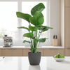 Strelitzia Nicolai paradijsvogelplant met grijze Viber pot 80cm