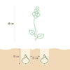 hyacinthoides-non-scripta-pot-op-terras