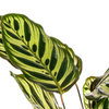Calathea Makoyana als blikvanger in modern interieur, tropische kamerplant in halfschaduw