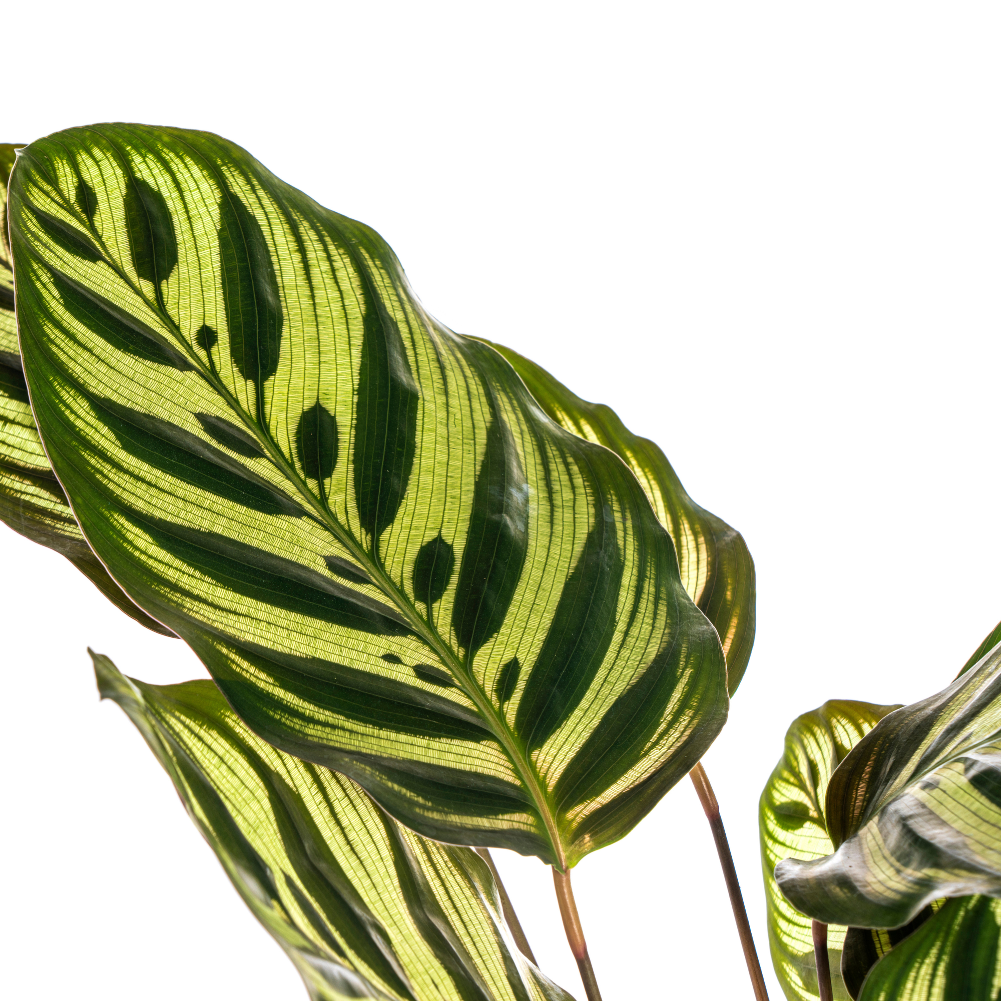 Calathea Makoyana als blikvanger in modern interieur, tropische kamerplant in halfschaduw