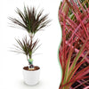 Dracaena Magenta drakenbloedboom 90–100 cm met witte pot - Plant - plantenmagie