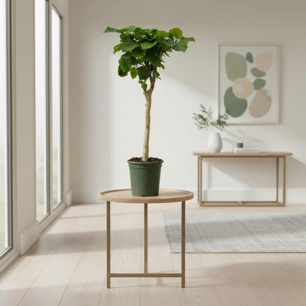 Ficus Umbellata op stam met grote hartvormige bladeren in stijlvolle woonkamer”