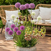 allium bloembollen geplant in border met paarse bloemen