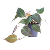 Philodendron scandens 'Micans' - 25 cm - ø12 - Plant - plantenmagie