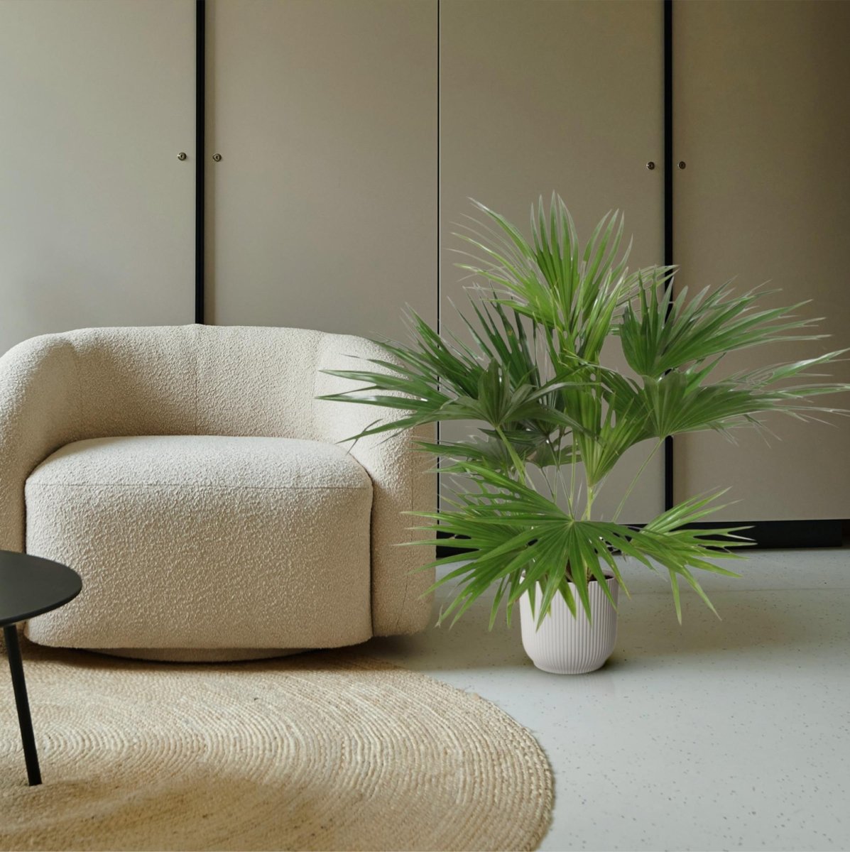 Livistona Chinensis - 150 cm - ø24 - Plant - plantenmagie