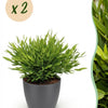 Bamusa Pogonatherum Monica – Bamboegras – 20 cm – ø12 - Plant - plantenmagie