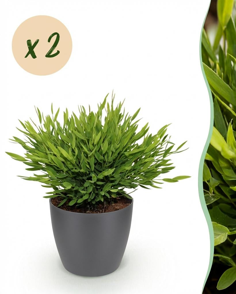 Bamusa Pogonatherum Monica – Bamboegras – 20 cm – ø12 - Plant - plantenmagie