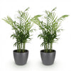 Chamaedorea elegans Goudpalm - 15 cm - Ø12 - set van 2 (huisdiervriendelijk) - Plant - plantenmagie