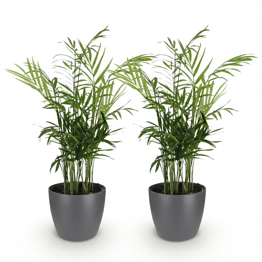 Chamaedorea elegans Goudpalm - 15 cm - Ø12 - set van 2 (huisdiervriendelijk) - Plant - plantenmagie