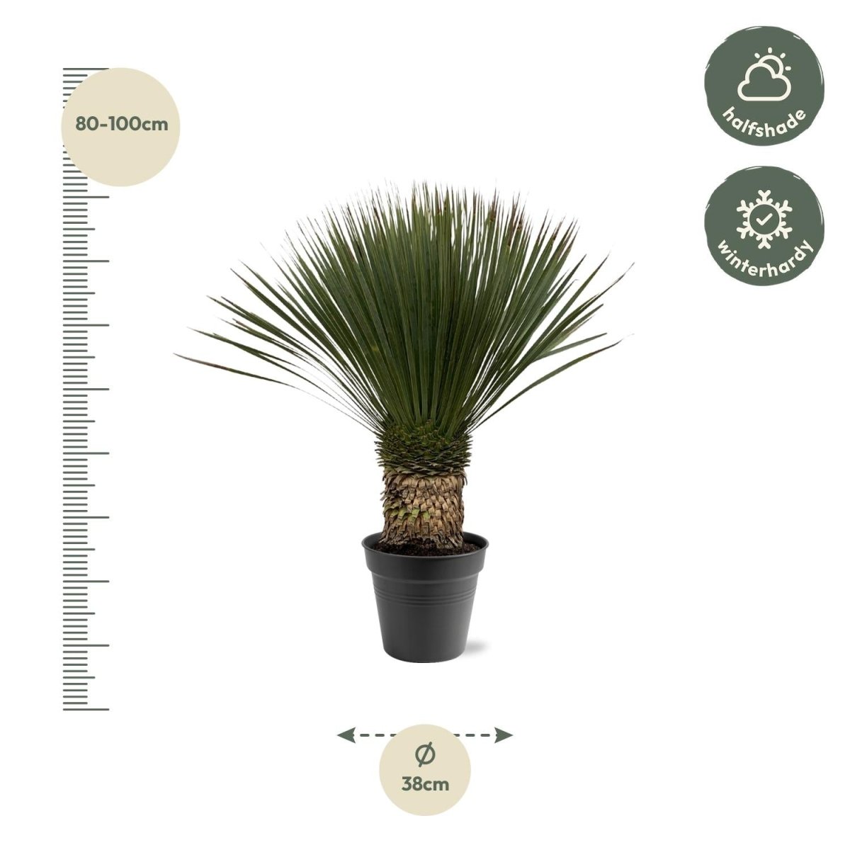 Yucca Rostrata - 80 - 100cm- Ø38-Plant-plantenmagie