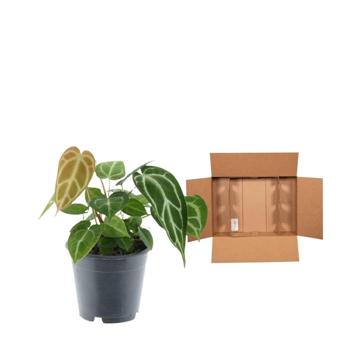 Anthurium Chrystallium - 35 cm - ø12 - Plant - plantenmagie