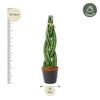 Sansevieria cylindrica 'Twist' - 40 cm - ø10,5 - Plant - plantenmagie