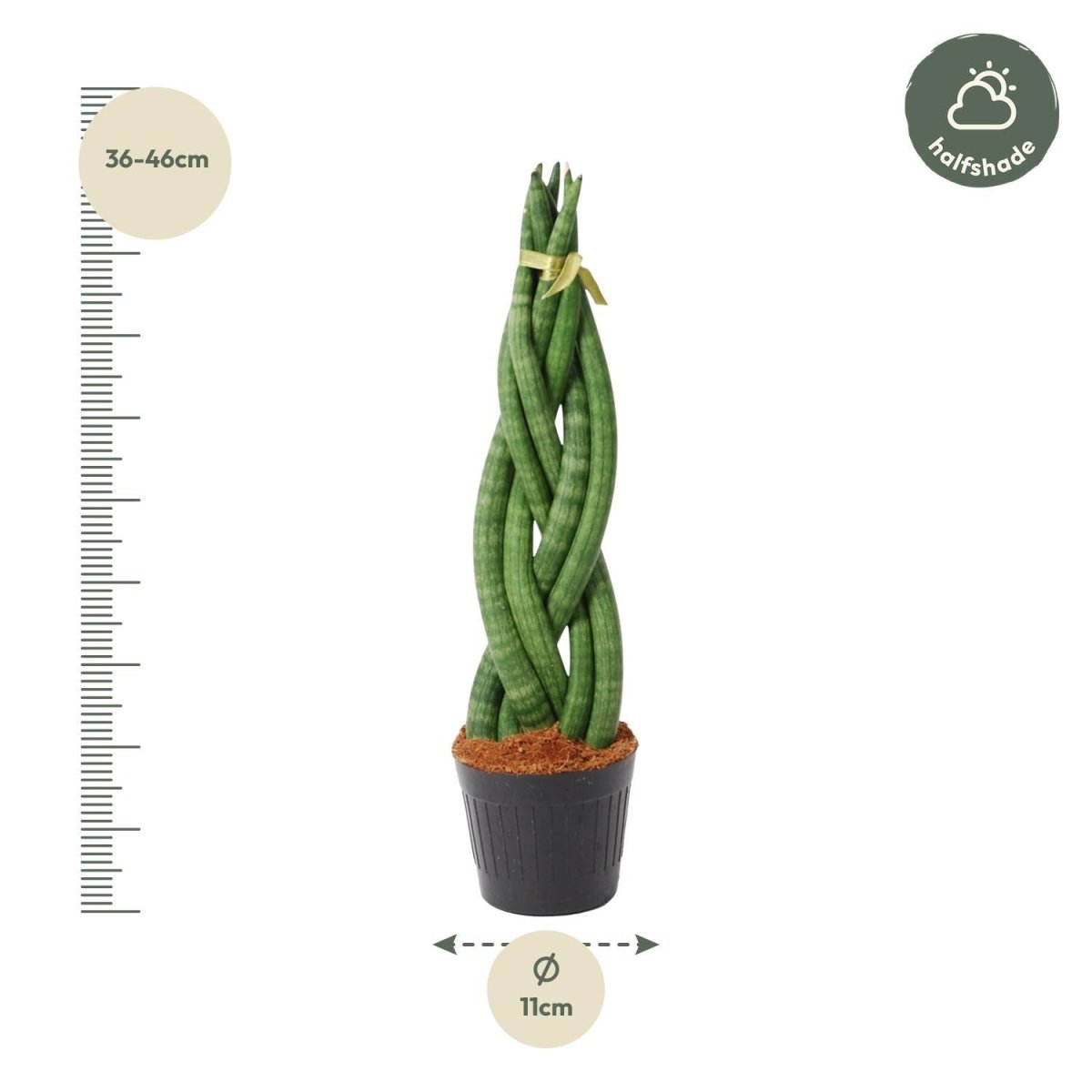 Sansevieria cylindrica 'Twist' - 40 cm - ø10,5 - Plant - plantenmagie