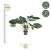 Alocasia Wentii - 120 cm - ø32-Plant-Planten Magie
