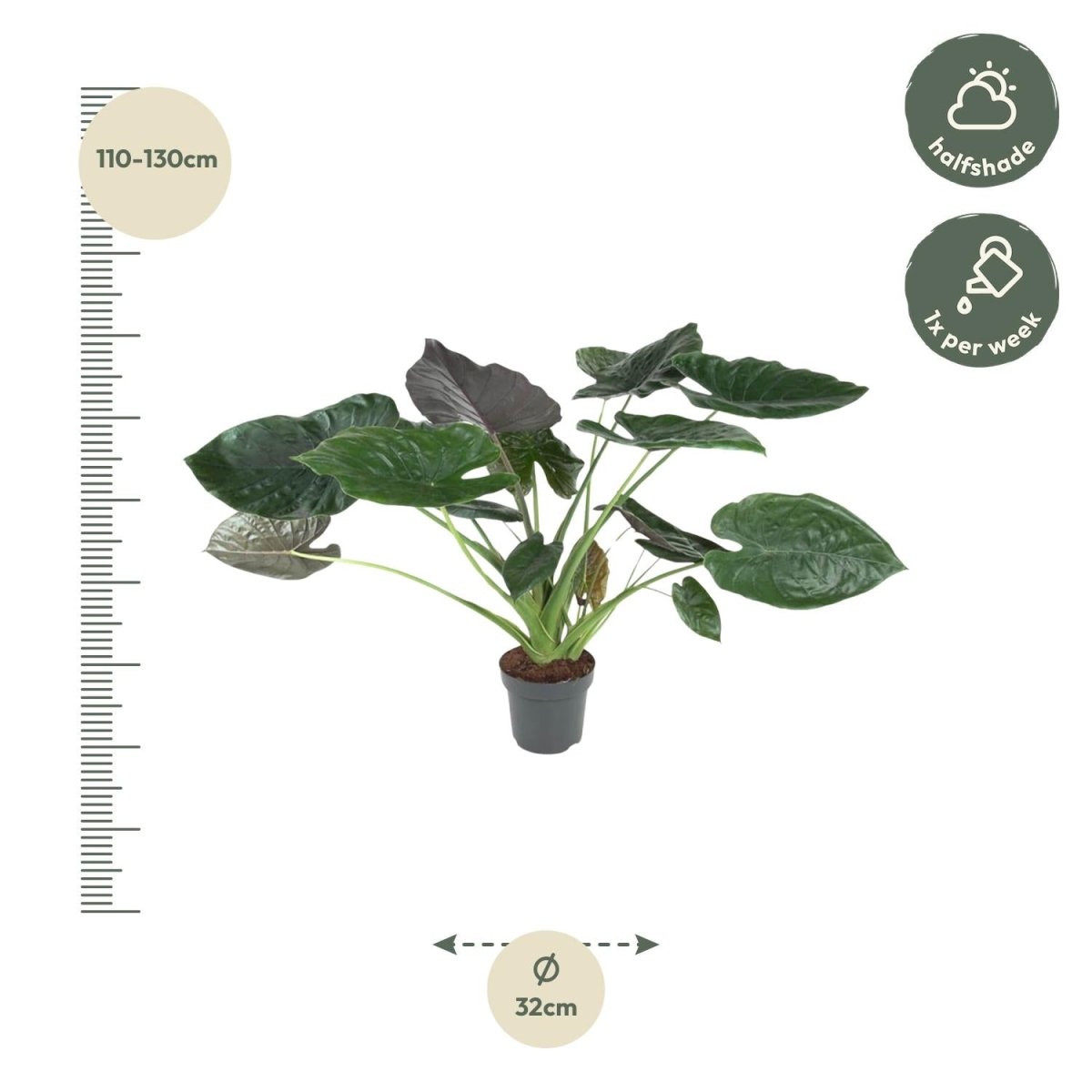Alocasia Wentii - 120 cm - ø32-Plant-Planten Magie