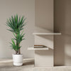 Yucca Elephantipe - 140 cm - ø24 - Plant - plantenmagie
